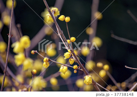 蝋梅の花 冬の花 蝋梅の花 冬の花 37738148
