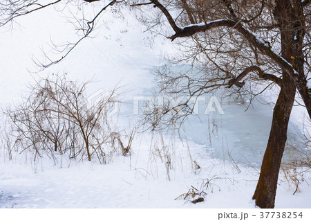 全面凍結の御所湖と水辺の雪景色 37738254