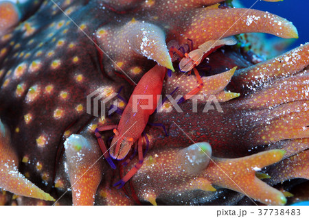 ウミウシカクレエビ 37738483