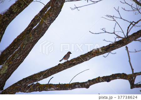 木の枝にの止まっている渡り鳥・カスケ 37738624