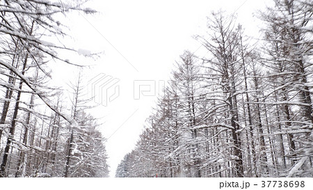 北海道美瑛の冬の林道 37738698