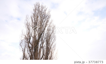 ケンとメリーの木 ケンとメリーの木 37738773