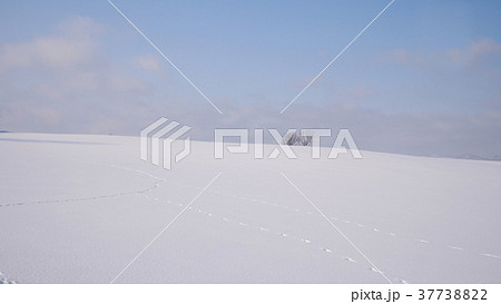 北海道美瑛の雪原 37738822