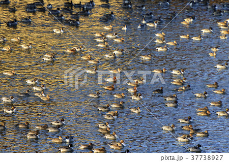 渡り鳥ご一行 37738927