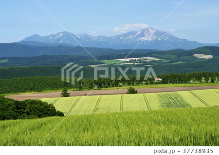 就実の丘_夏 37738935