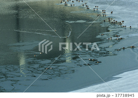 忠別湖_渡り鳥 37738945