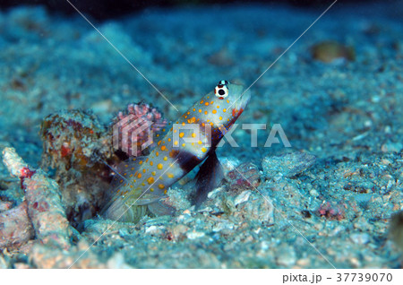 ヤマブキハゼ ヤマブキハゼ 37739070