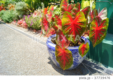 カラジウム 37739476