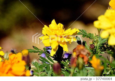 東京都三鷹市の植物 三鷹仙川公園に咲くマリーゴールド 37740064