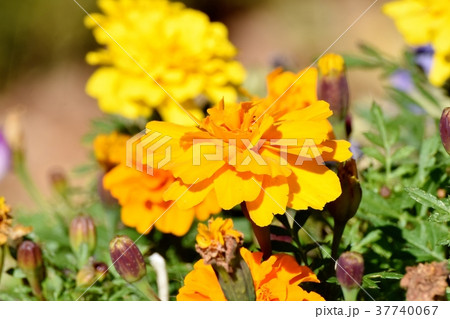 東京都三鷹市の植物 三鷹仙川公園に咲くマリーゴールド 37740067