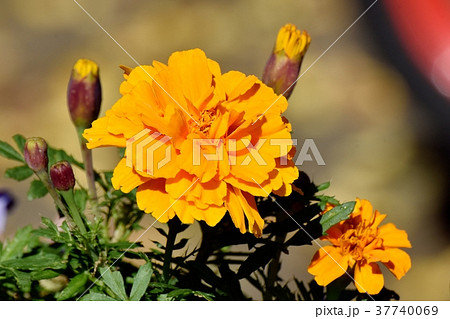 東京都三鷹市の植物 三鷹仙川公園に咲くマリーゴールド 東京都三鷹市の植物 三鷹仙川公園に咲くマリーゴールド 37740069