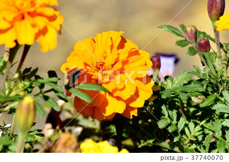 東京都三鷹市の植物 三鷹仙川公園に咲くマリーゴールド 37740070