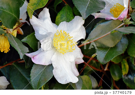 東京都三鷹市の植物 三鷹中原に咲くサザンカ 37740179