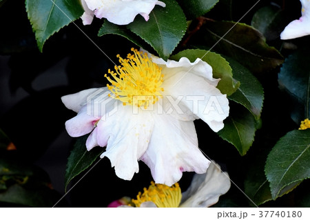 東京都三鷹市の植物 三鷹中原に咲くサザンカ 37740180