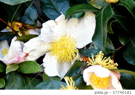 東京都三鷹市の植物 三鷹中原に咲くサザンカ 37740181