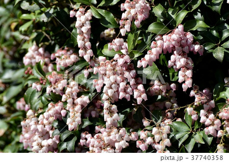 東京都三鷹市の植物 三鷹仙川隣接公園に咲くアセビ 37740358