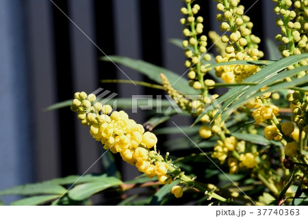 東京都三鷹市の植物 三鷹中原に咲くホソバヒイラギナンテン 37740363