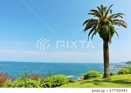 宮崎県　夏の青空とヤシの木 37740495