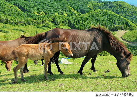 宮崎県　都井岬の親子馬 37740496