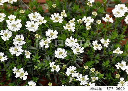 東京都三鷹市の植物 三鷹中原に咲くイベリス 37740609