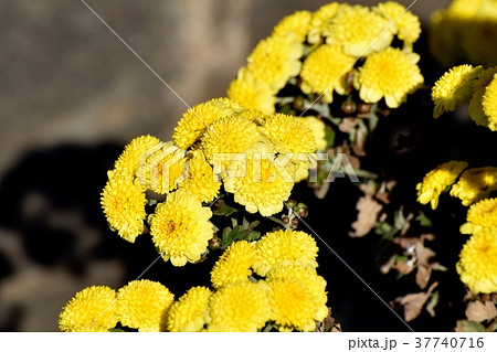 東京都三鷹市の植物 三鷹中原に咲くスプレーギク 37740716