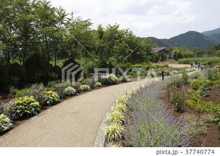 大石公園にて（河口湖ハーブフェスティバル開催時） 37740774