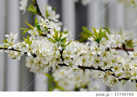東京都三鷹市の植物 三鷹中原に咲くスモモ 東京都三鷹市の植物 三鷹中原に咲くスモモ 37740799