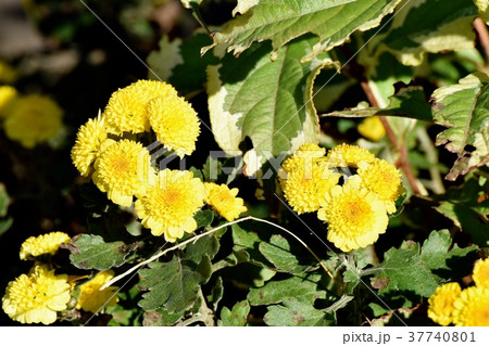東京都三鷹市の植物 三鷹中原に咲くスプレーギク 東京都三鷹市の植物 三鷹中原に咲くスプレーギク 37740801