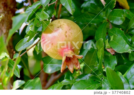 東京都三鷹市の植物 三鷹中原になるザクロの実 東京都三鷹市の植物 三鷹中原になるザクロの実 37740802