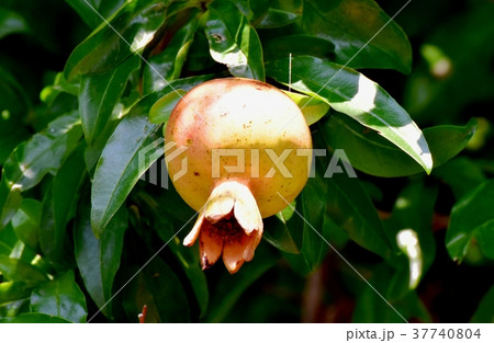 東京都三鷹市の植物 三鷹中原になるザクロの実 東京都三鷹市の植物 三鷹中原になるザクロの実 37740804