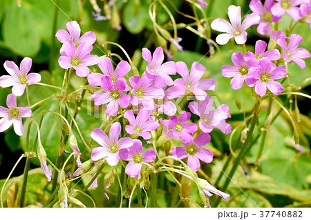 東京都三鷹市の植物 三鷹中原に咲くムラサキカタバミ 37740882