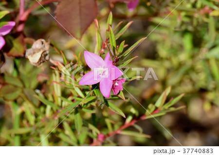 東京都三鷹市の植物 三鷹中原に咲くクロウエア 東京都三鷹市の植物 三鷹中原に咲くクロウエア 37740883