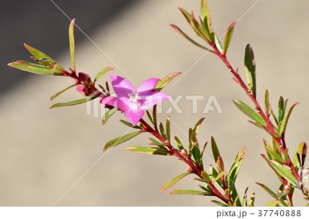 東京都三鷹市の植物 三鷹中原に咲くクロウエア 37740888