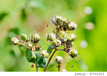 東京都三鷹市の植物 三鷹中原になるサルスベリの実 37741011