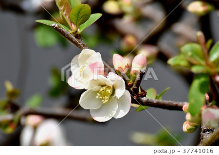 東京都三鷹市の植物 三鷹中原に咲くボケの花 東京都三鷹市の植物 三鷹中原に咲くボケの花 37741016