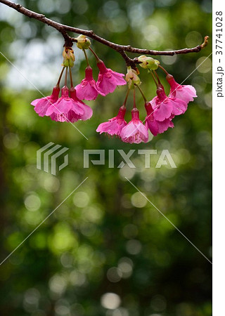 奄美　ヒカンザクラ10 37741028