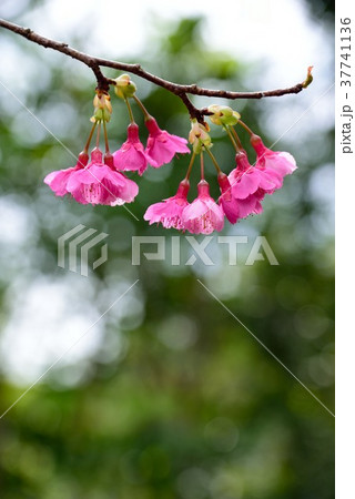 奄美　ヒカンザクラ12 37741136