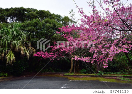 奄美 ヒカンザクラ14 奄美 ヒカンザクラ14 37741139