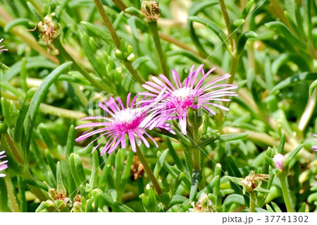 東京都三鷹市の植物 三鷹中原に咲くマツバギク 37741302