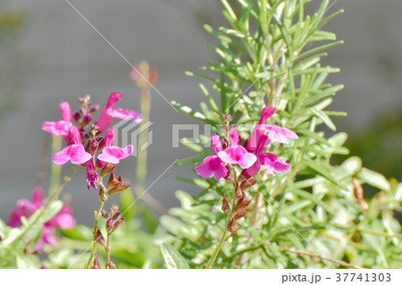 東京都三鷹市の植物 三鷹中原に咲くサルビアミクロフィラ 37741303