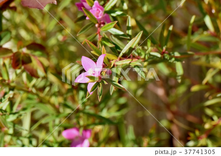東京都三鷹市の植物 三鷹中原に咲くクロウエア 37741305