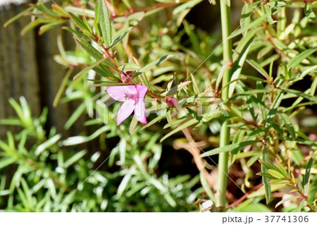 東京都三鷹市の植物 三鷹中原に咲くクロウエア 37741306