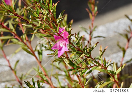 東京都三鷹市の植物 三鷹中原に咲くクロウエア 東京都三鷹市の植物 三鷹中原に咲くクロウエア 37741308
