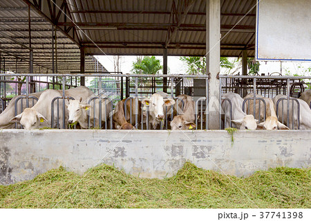 Beef Cattle Cow livestock in farm 37741398