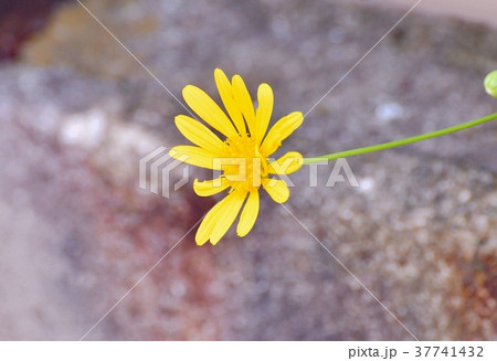 東京都三鷹市の植物 三鷹中原に咲くコレオプシス 37741432