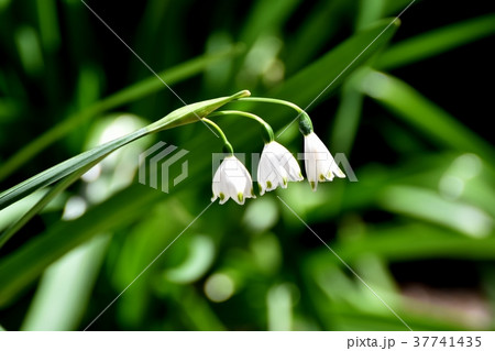 東京都三鷹市の植物 三鷹中原に咲くスノーフレーク（大待雪草）. 37741435