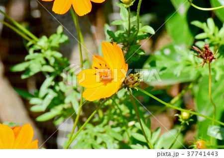 東京都三鷹市の植物 三鷹中原に咲くキバナコスモス 37741443