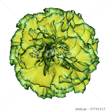 Flower yellow-green carnation isolated background Flower yellow-green carnation isolated background 37741517