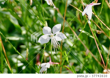 東京都三鷹市の植物 三鷹中原に咲くガウラ 東京都三鷹市の植物 三鷹中原に咲くガウラ 37741610