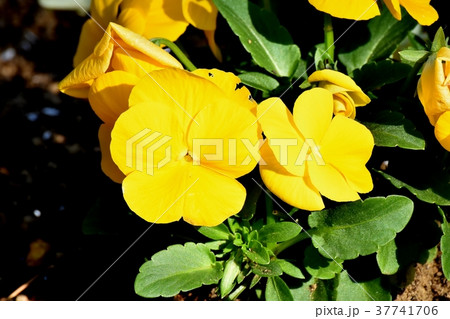 東京都三鷹市の植物 三鷹中原に咲くパンジー 37741706